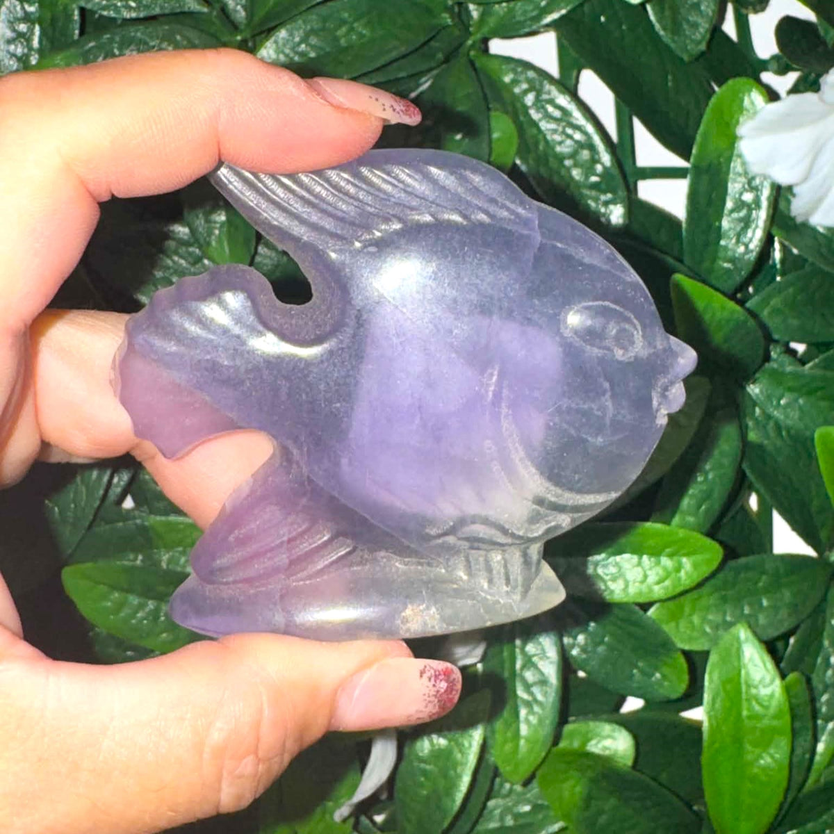 Fluorite Fish