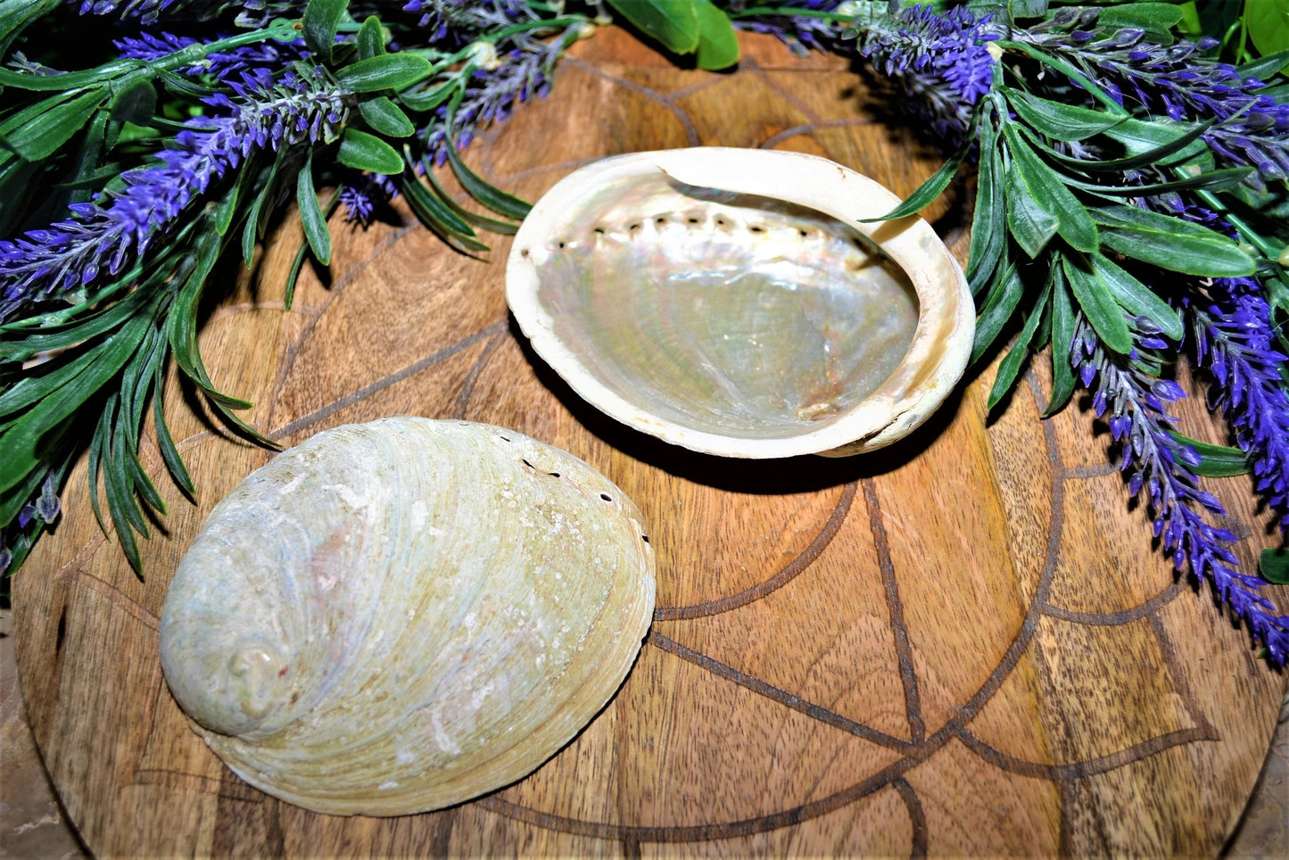 Abalone Shells