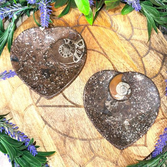 Orthoceras Heart and Ammonite Spiral Fossil Bowl