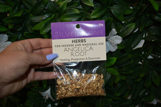 Angelica Root ~ Dried Herbs ~ Spells ~ Teas ~ 20g packet