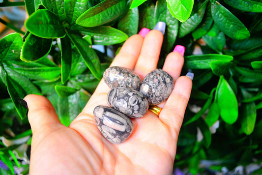 Crinoid Jasper Tumble Medium