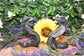Black Jade Snake
